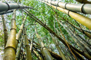 Hình ảnh cách bảo quản tre